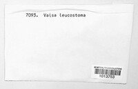 Cytospora leucostoma image
